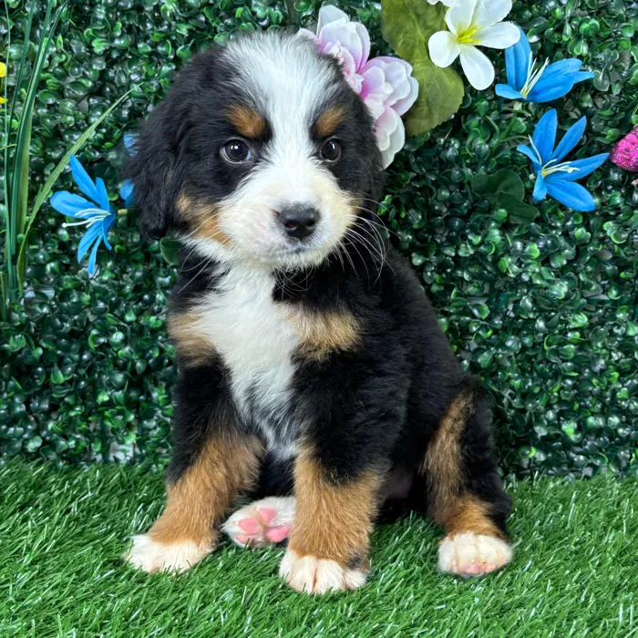 Male Bernese Mountain Dog puppy named Ravioli for sale at Puppy Dreams - Wichita West.