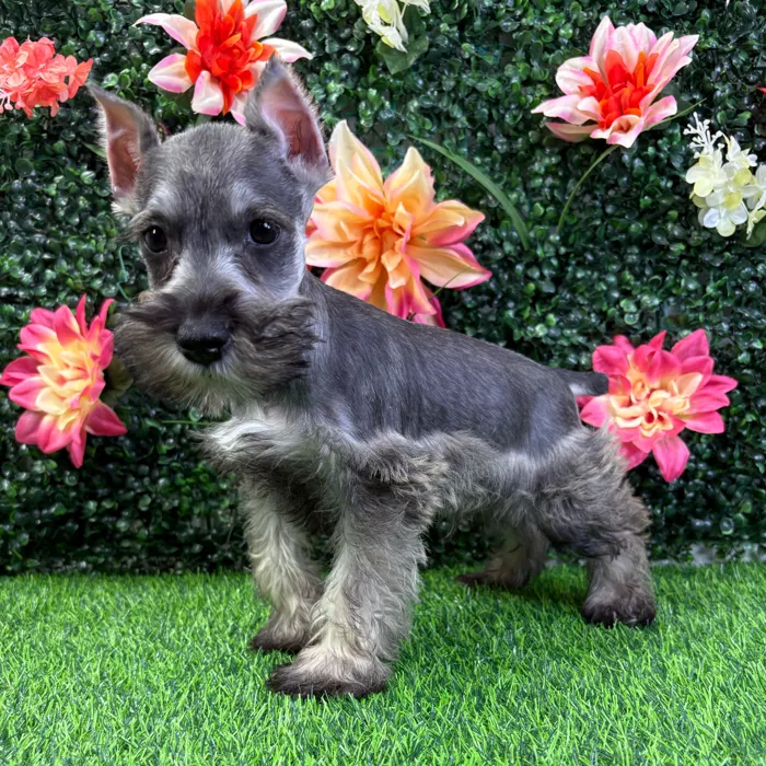 Male Mini Schnauzer puppy named Sinclair for sale at Puppy Dreams - Wichita West.