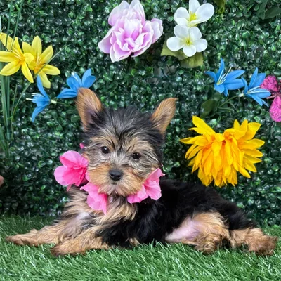 Female Yorkie puppy named Sparkle for sale at Puppy Dreams - Wichita West.