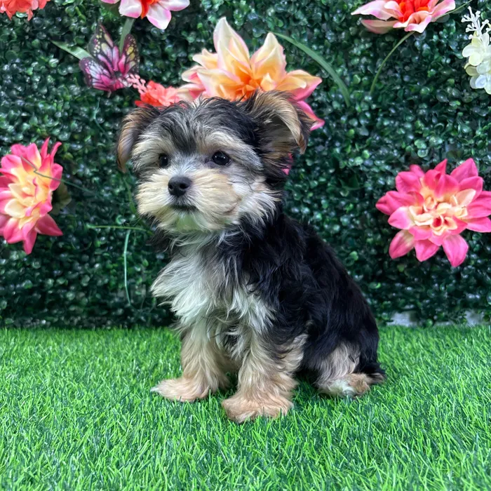 Male Morkie puppy named Stitch for sale at Puppy Dreams - Wichita West.