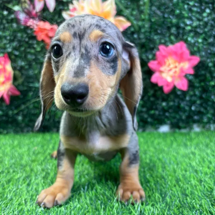 Female Dachshund puppy named Josie for sale at Puppy Dreams - Wichita West.