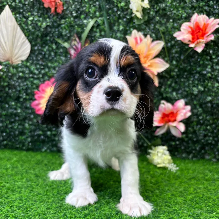 Female Cavalier King Charles Spaniel puppy named Elizabeth for sale at Puppy Dreams - Wichita West.