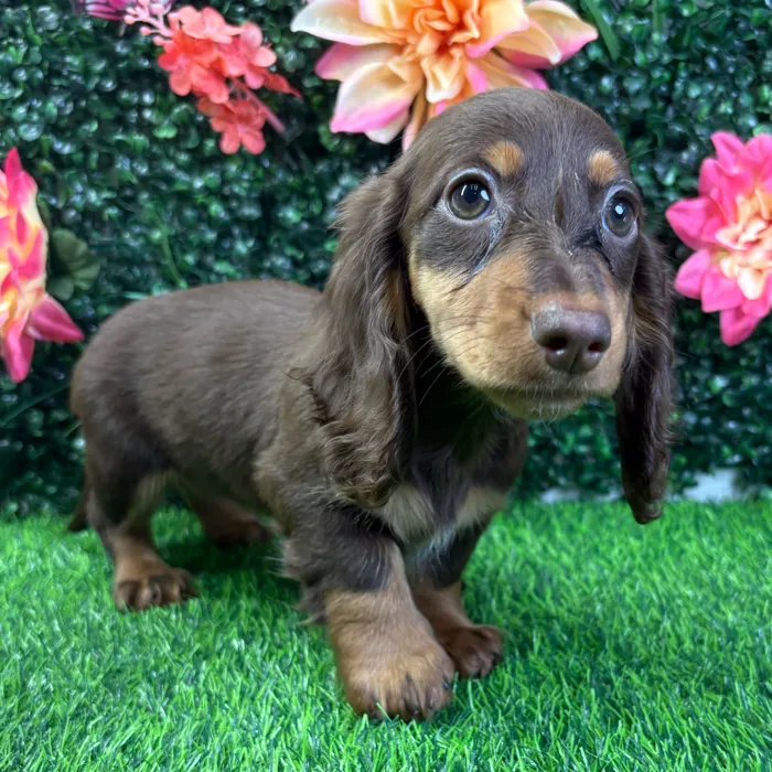 Female Dachshund puppy named Latte for sale at Puppy Dreams - Wichita West.