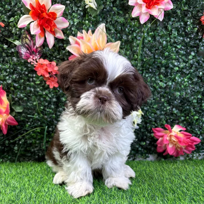 Male Shih Tzu puppy named Yoda for sale at Puppy Dreams - Wichita West.