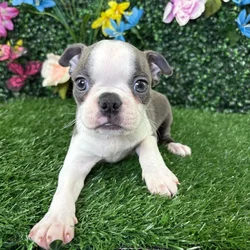 Female Boston Terrier puppy named Baked Beans for sale at Puppy Dreams - Wichita West.