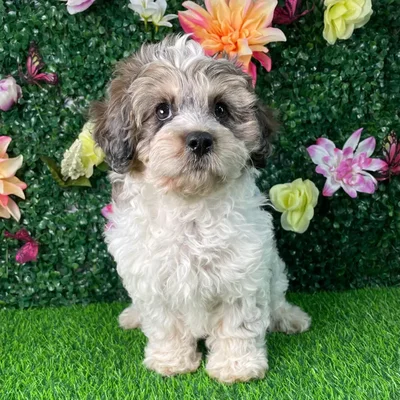 Female Cavapoo puppy named Ziggy for sale at Puppy Dreams - Wichita East.