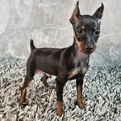 Male Min Pin puppy named Rocco for sale at Puppy Dreams - Junction City.