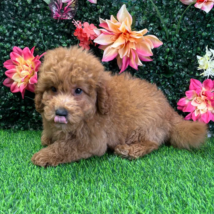 Male Mini Goldendoodle puppy named Max for sale at Puppy Dreams - Wichita West.