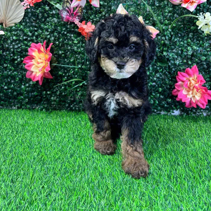 Female Bernedoodle Mini puppy named Harper for sale at Puppy Dreams - Wichita West.