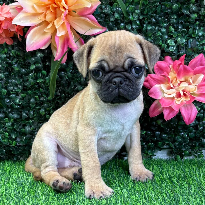 Male Pug puppy named Spaz for sale at Puppy Dreams - Wichita West.