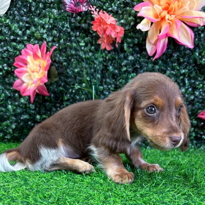 Female Dachshund puppy named Cookie for sale at Puppy Dreams - Junction City.