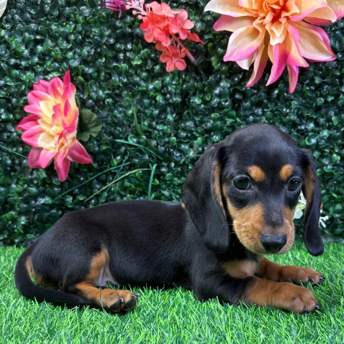 Male Dachshund puppy named Ziggy for sale at Puppy Dreams - Junction City.