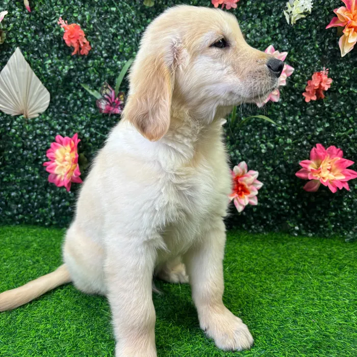 Male Golden Retriever puppy named Trevor for sale at Puppy Dreams - Junction City.