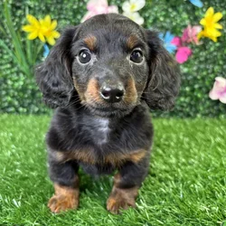 car_main_img_/media/ap_media/pets/USFCBRSZMQFU371190.webp.250x250_q85.webp