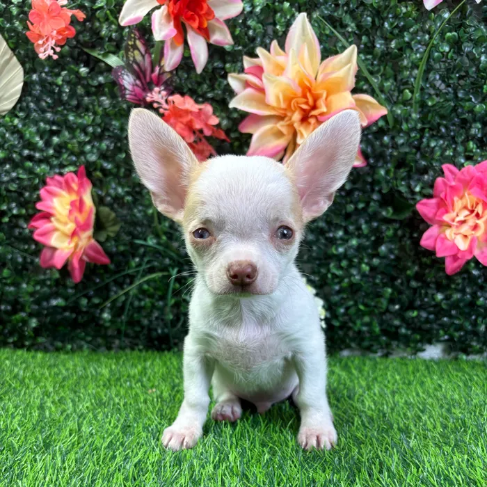 Male Chihuahua puppy named Mango for sale at Puppy Dreams - Wichita West.