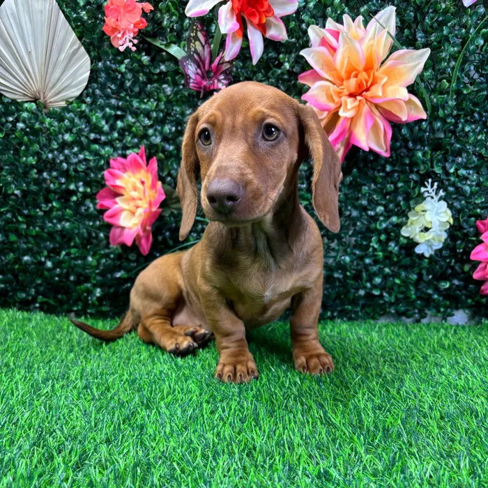 Female Dachshund puppy named Big Red for sale at Puppy Dreams - Wichita West.
