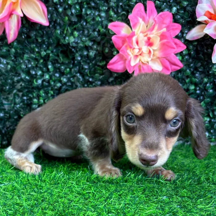 Female Dachshund puppy named Coco for sale at Puppy Dreams - Wichita West.