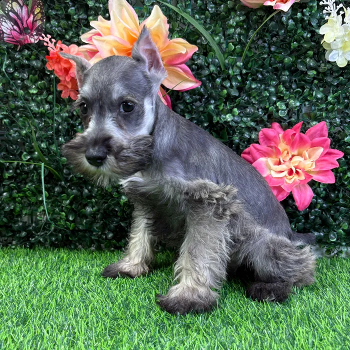Male Mini Schnauzer puppy named Sinclair for sale at Puppy Dreams - Wichita West.