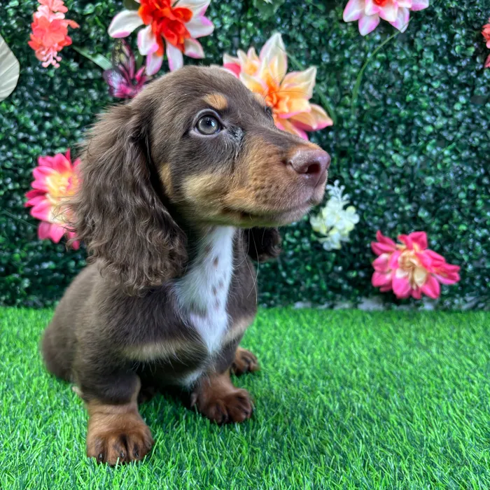 Male Dachshund puppy named Java for sale at Puppy Dreams - Wichita West.
