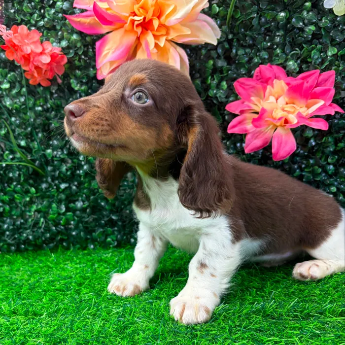 Male Dachshund puppy named Skeeter for sale at Puppy Dreams - Junction City.