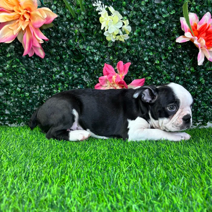 Male Boston Terrier puppy named Onyx for sale at Puppy Dreams - Wichita West.