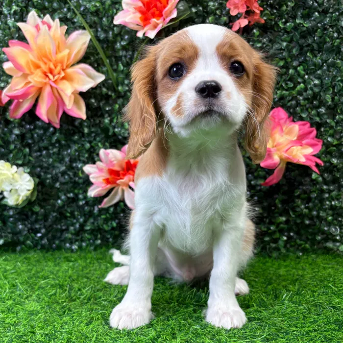 Male Cavalier King Charles Spaniel puppy named Ricky for sale at Puppy Dreams - Wichita West.