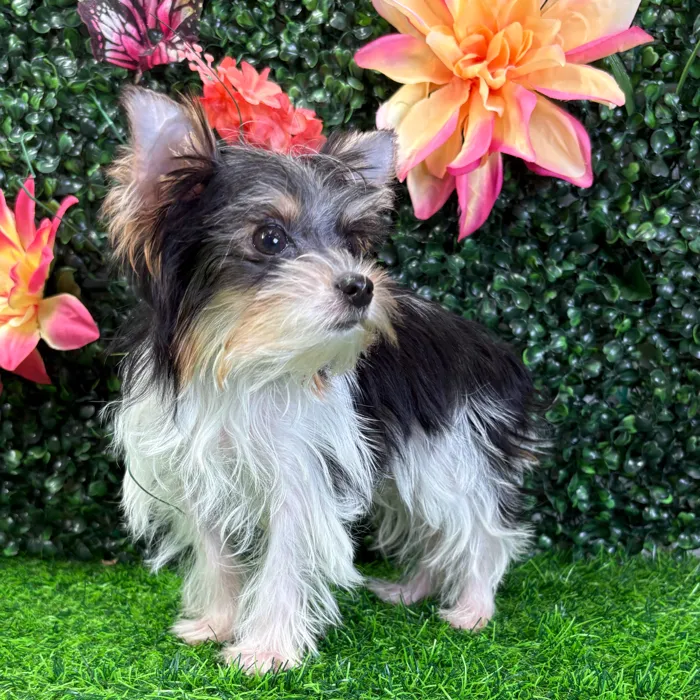 Male Parti Yorkie puppy named Pez for sale at Puppy Dreams - Wichita West.
