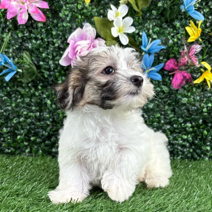 Male Morkie puppy named Coconut for sale at Puppy Dreams - Wichita West.