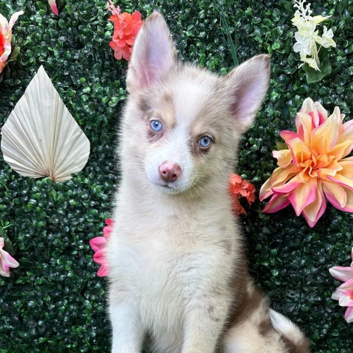 Female Pomsky puppy named Aspen for sale at Puppy Dreams - Junction City.