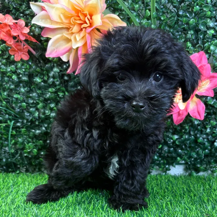 Male Yorkie-Poo puppy named Thor for sale at Puppy Dreams - Wichita West.
