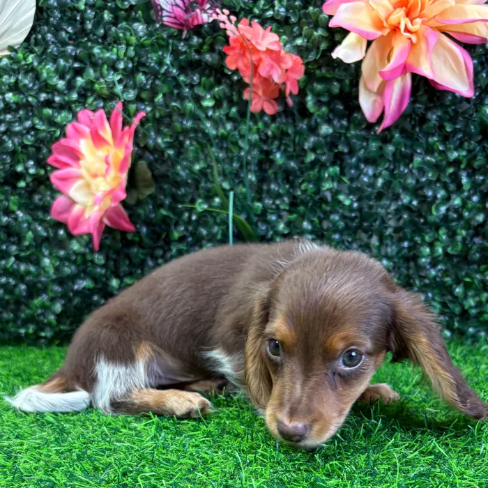 Female Dachshund puppy named Cookie for sale at Puppy Dreams - Junction City.