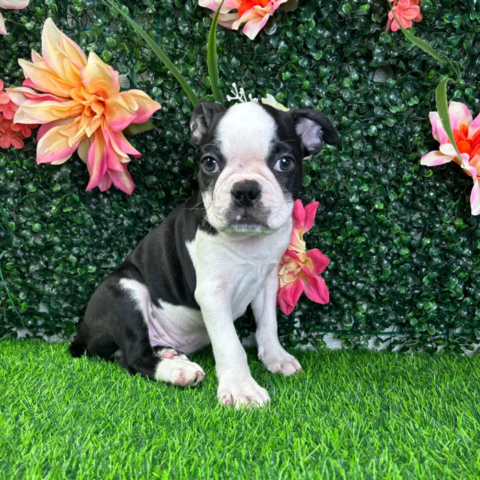 Male Boston Terrier puppy named Onyx for sale at Puppy Dreams - Wichita West.