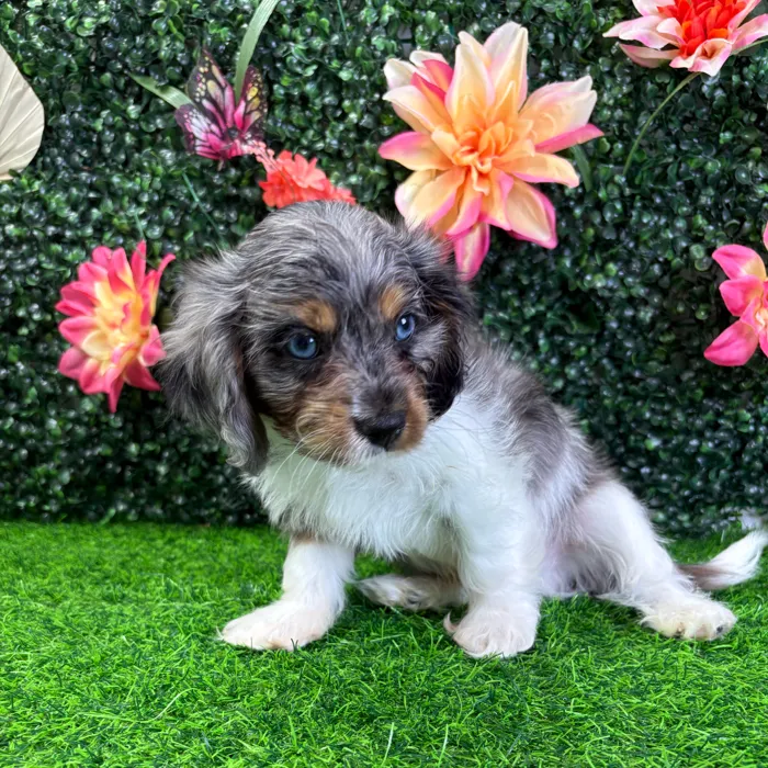 Male Cavapoo puppy named Coal for sale at Puppy Dreams - Junction City.