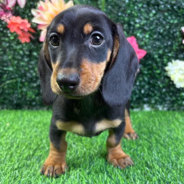 Male Dachshund puppy named Toby for sale at Puppy Dreams - Wichita West.