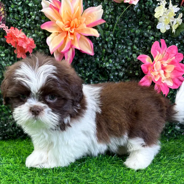 Male Shih Tzu puppy named Cash for sale at Puppy Dreams - Wichita West.