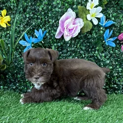 Female Mini Schnauzer puppy named Dumpling for sale at Puppy Dreams - Wichita West.