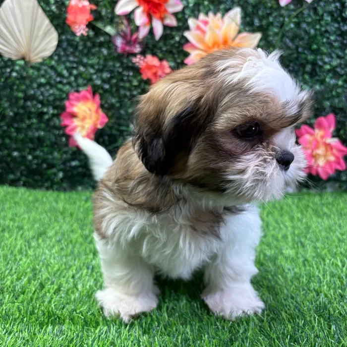 Male Shih Tzu puppy named Chewie for sale at Puppy Dreams - Wichita West.