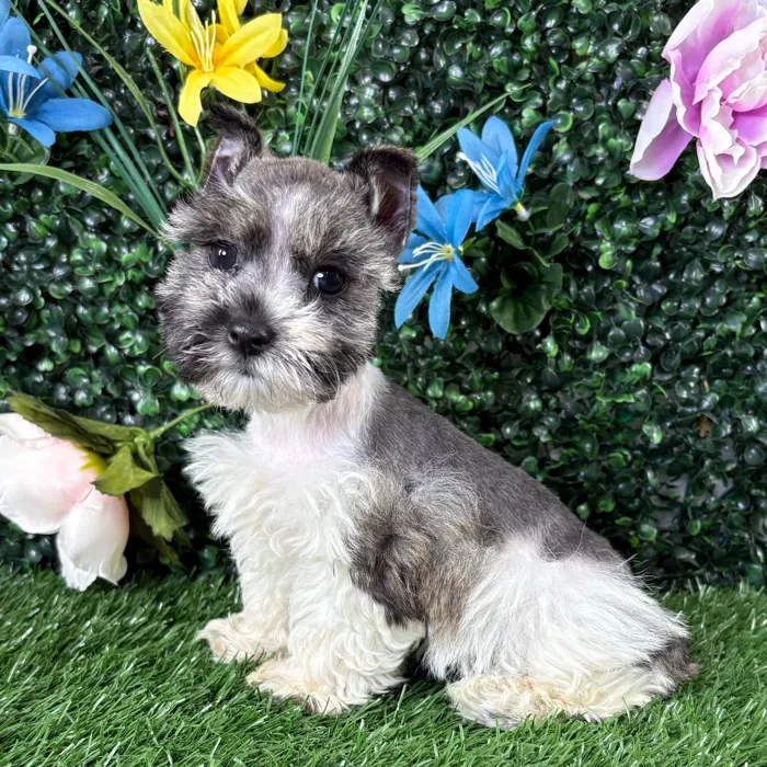 Female Mini Schnauzer puppy named Frittata for sale at Puppy Dreams - Wichita West.