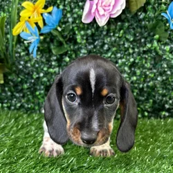 Male Dachshund puppy named Crunchwrap for sale at Puppy Dreams - Wichita West.
