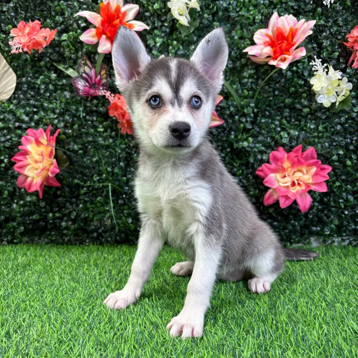 Female Alaskan Klee Kai puppy named Ash for sale at Puppy Dreams - Wichita West.