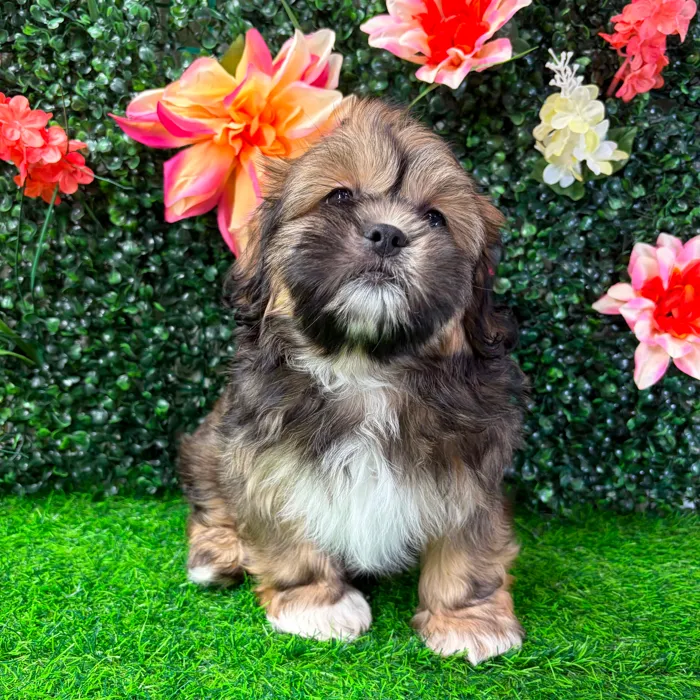 Male Shih Tzu puppy named Benedict for sale at Puppy Dreams - Wichita West.