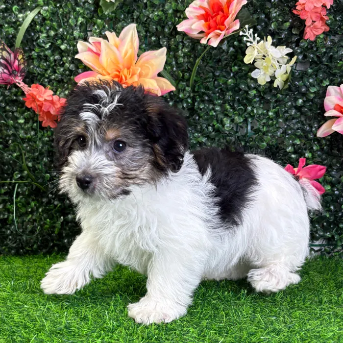 Male Yochon puppy named Mickey for sale at Puppy Dreams - Wichita West.