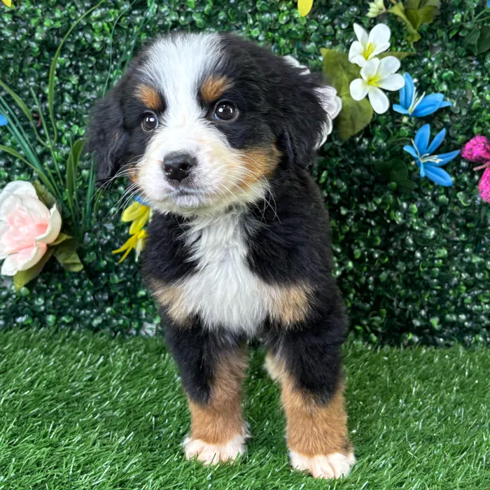 Male Bernese Mountain Dog puppy named Ravioli for sale at Puppy Dreams - Wichita West.