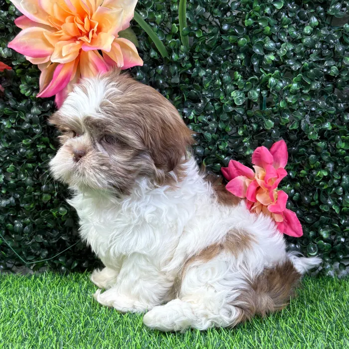 Female Shih Tzu puppy named Mochi for sale at Puppy Dreams - Wichita West.