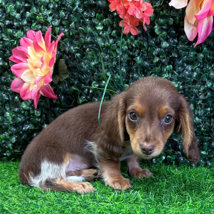 Female Dachshund puppy named Cookie for sale at Puppy Dreams - Junction City.