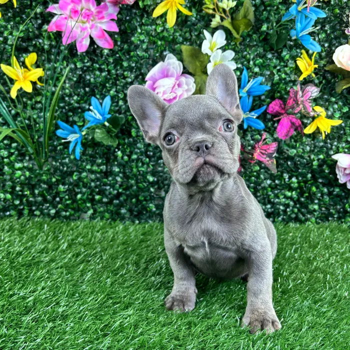 Female French Bulldog puppy named Macaron for sale at Puppy Dreams - Wichita West.
