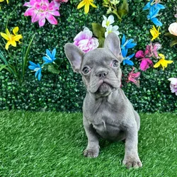 Female French Bulldog puppy named Macaron for sale at Puppy Dreams - Wichita West.