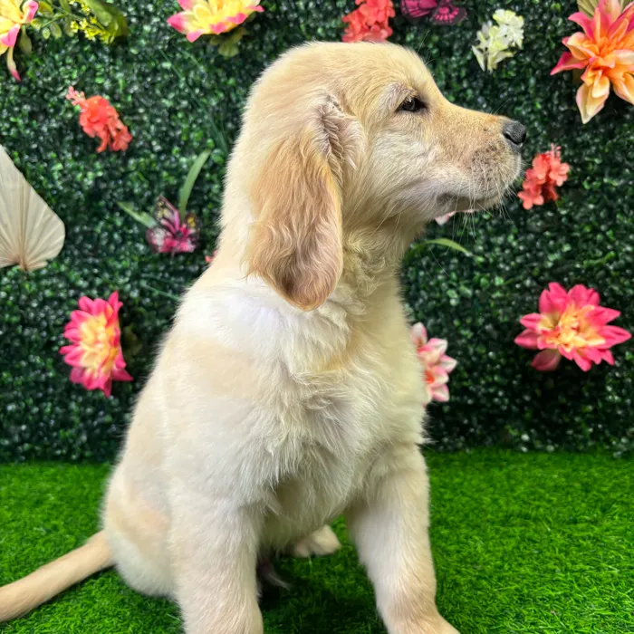 Male Golden Retriever puppy named Trevor for sale at Puppy Dreams - Junction City.
