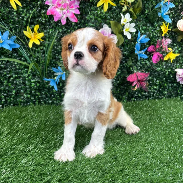Male Cavalier King Charles Spaniel puppy named Croissant for sale at Puppy Dreams - Wichita West.