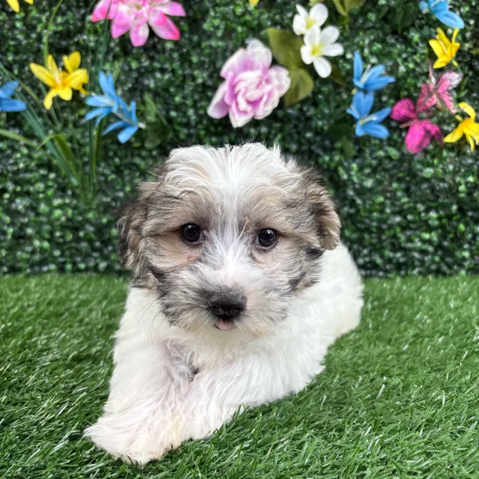 Male Morkie puppy named Coconut for sale at Puppy Dreams - Wichita West.
